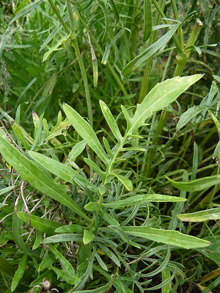 Centaurea orientalis \ Orientalische Flockenblume / Oriental Knapweed, Yellow Knapweed, D Botan. Gar.  Universit.  Mainz 13.9.2008