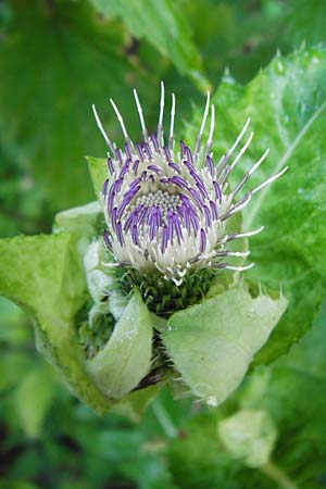 Cirsium oleraceum / Cabbage Thistle, D Beuron 26.7.2015