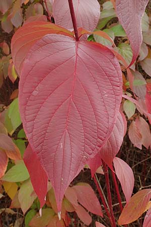 Cornus alba agg. \ Tatarischer Hartriegel / Red-Barked Dogwood, Siberian Dogwood, D Mannheim 17.10.2015