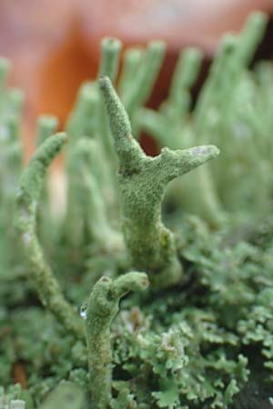 Cladonia coniocraea ? \ Gewhnliche Sulen-Flechte, D Schriesheim-Altenbach 8.11.2015