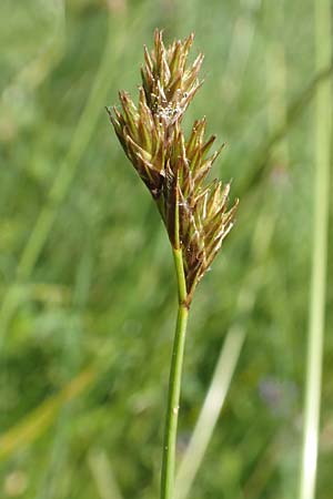 Carex ovalis \ Hasenfu-Segge, Hasenpfoten-Segge / Oval Sedge, D Pfronten 28.6.2016