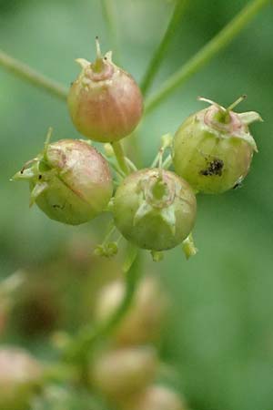 Coriandrum sativum / Coriander Seeds, Cilandro, D Mömlingen 17.9.2016