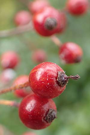 Rosa multiflora \ Vielbltige Rose, D Mannheim 13.11.2016