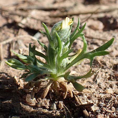 Ceratocephala orthoceras / Bur Buttercup, D Aichtal 18.4.2018