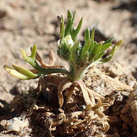 Ceratocephala orthoceras / Bur Buttercup, D Aichtal 18.4.2018