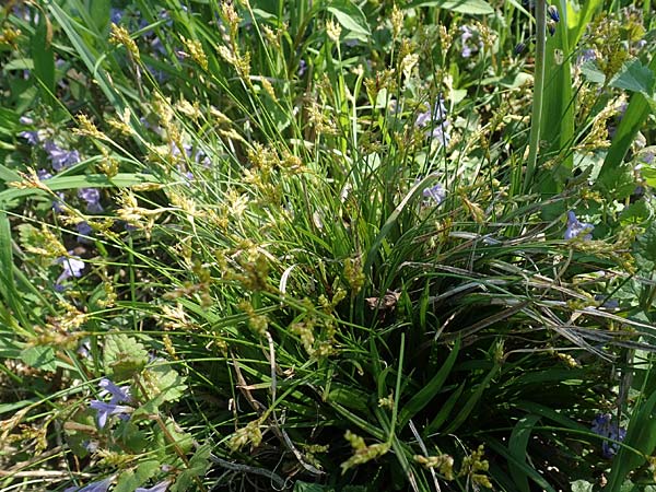 Carex ornithopoda \ Vogelfu-Segge / Bird's Foot Sedge, D Weinheim an der Bergstraße 20.4.2018