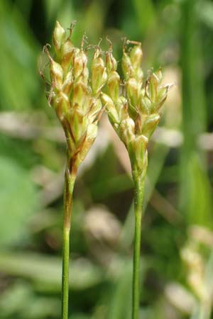 Carex ornithopoda \ Vogelfu-Segge / Bird's Foot Sedge, D Weinheim an der Bergstraße 20.4.2018