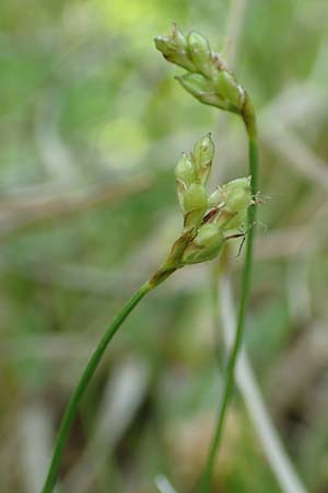 Carex ornithopoda \ Vogelfu-Segge, D Oberlaudenbach 28.4.2018