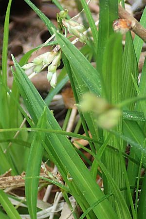 Carex ornithopoda \ Vogelfu-Segge / Bird's Foot Sedge, D Oberlaudenbach 28.4.2018