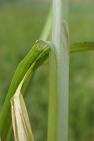 Carex otrubae \ Hain-Segge, Falsche Fuchs-Segge / False Fox Sedge, D Biebesheim 12.5.2018