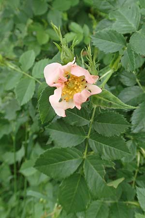 Rosa corymbifera \ Hecken-Rose / Thicket Dog Rose, D Lützelbach 13.5.2018