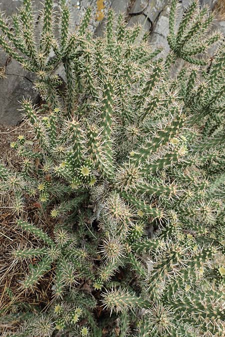 Cylindropuntia imbricata \ Cylindropuntia / Cylindropuntia, D Felsberg 29.7.2019