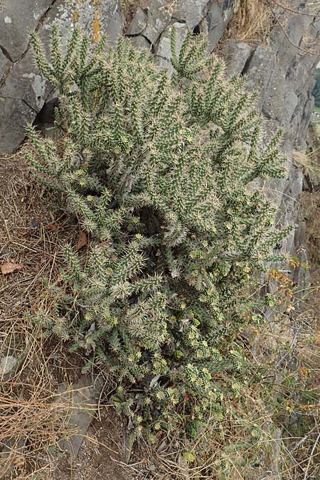 Cylindropuntia imbricata \ Cylindropuntia, D Felsberg 29.7.2019