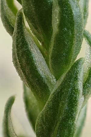 Corispermum marschallii ? \ Grauer Wanzensame, Marschall-Wanzensame / Marschall Bugseed, D Sandhausen 16.8.2019