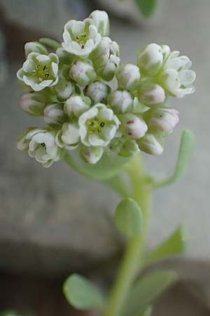 Corrigiola litoralis \ Hirschsprung / Strapwort, D Eifel Rur-See/Rur-Lake 11.9.2020