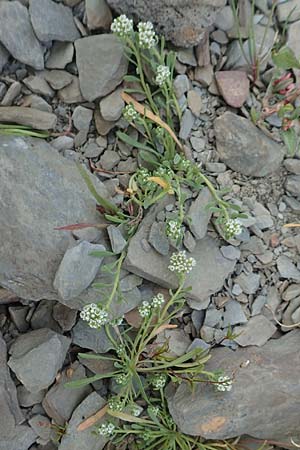 Corrigiola litoralis \ Hirschsprung, D Eifel Rur-See 11.9.2020