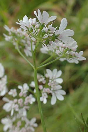 Coriandrum sativum \ Koriander, D Pfalz, Forst 4.6.2021