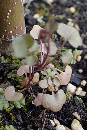 Cardamine occulta \ Japanisches Reisfeld-Schaumkraut, D Mannheim 21.2.2022