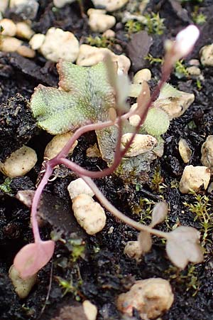 Cardamine occulta \ Japanisches Reisfeld-Schaumkraut / Japanese Rice-Field Bitter-Cress, D Mannheim 21.2.2022