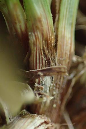 Carex ornithopoda \ Vogelfu-Segge / Bird's Foot Sedge, D Bensheim 29.4.2022