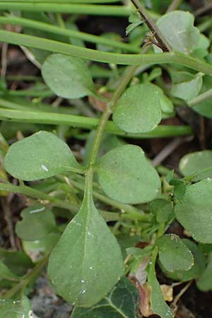 Cardamine occulta / Japanese Rice-Field Bitter-Cress, D Köln 16.4.2023