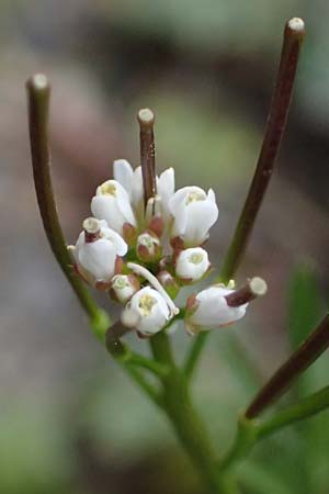 Cardamine occulta \ Japanisches Reisfeld-Schaumkraut / Japanese Rice-Field Bitter-Cress, D Köln 16.4.2023