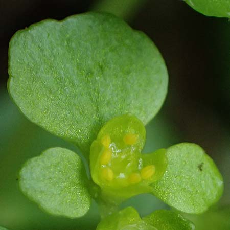 Chrysosplenium oppositifolium \ Gegenblttriges Milzkraut / Opposite-Leaved Golden-Saxifrage, D Mudau 23.4.2023