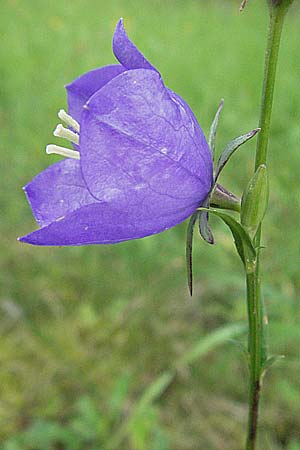 Campanula persicifolia / Peachleaf Bellflower, D Hemsbach 28.6.2007