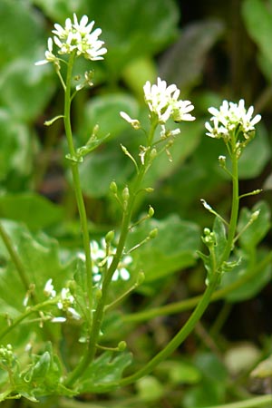 Cochlearia pyrenaica \ Pyrenen-Lffelkraut / Roundfruit Scurvy-Grass, D Almequellen bei/near Brilon 15.6.2019