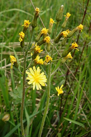 Crepis praemorsa \ Abbiss-Pippau, Trauben-Pippau / Leafless Hawk's-Beard, D Grettstadt 1.6.2015