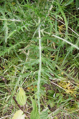 Cirsium palustre \ Sumpf-Kratzdistel / Marsh Thistle, D Odenwald, Lindenfels 16.6.2015