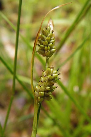 Carex pallescens \ Bleiche Segge / Pale Sedge, D Odenwald, Unterflockenbach 27.6.2015
