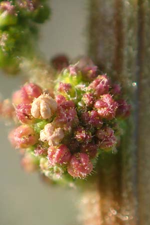 Dysphania pumilio \ Australischer Drsengnsefu / Clammy Goosefoot, D Mannheim 9.9.2015