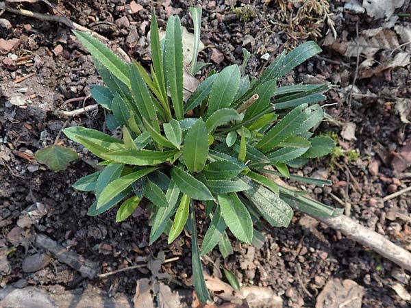 Campanula persicifolia \ Pfirsichblttrige Glockenblume / Peachleaf Bellflower, D Östringen-Eichelberg 18.3.2016