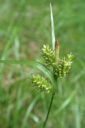 Carex pallescens \ Bleiche Segge, D Odenwald, Michelstadt 11.6.2016