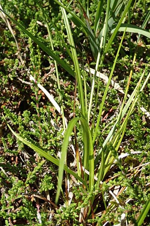 Carex pilulifera \ Pillen-Segge / Pill Sedge, D Pfronten 28.6.2016