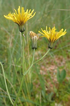 Crepis paludosa \ Sumpf-Pippau / Marsh Hawk's-Beard, D Pfronten 28.6.2016