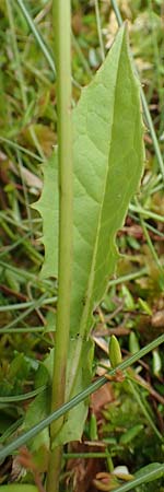 Crepis paludosa \ Sumpf-Pippau / Marsh Hawk's-Beard, D Pfronten 28.6.2016