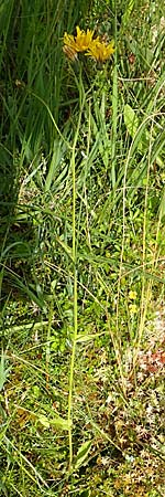 Crepis paludosa \ Sumpf-Pippau / Marsh Hawk's-Beard, D Pfronten 28.6.2016