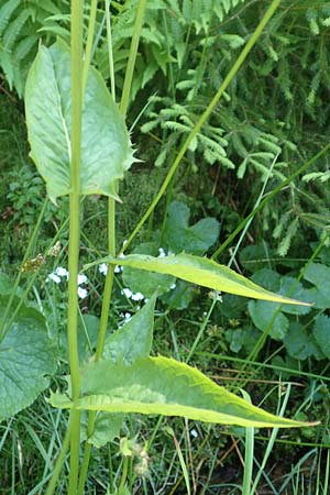 Crepis paludosa \ Sumpf-Pippau, D Schwarzwald, Notschrei 10.7.2016