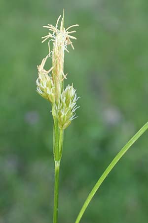 Carex pallescens \ Bleiche Segge, D Rödermark 13.5.2017