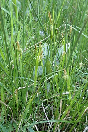 Carex pallescens \ Bleiche Segge / Pale Sedge, D Rödermark 13.5.2017