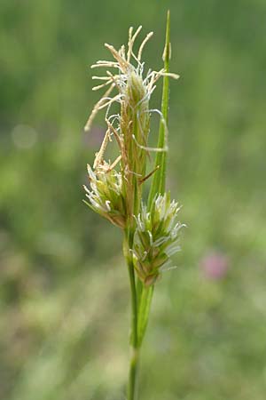 Carex pallescens \ Bleiche Segge / Pale Sedge, D Rödermark 13.5.2017