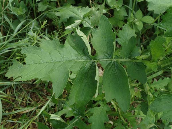 Cirsium palustre \ Sumpf-Kratzdistel / Marsh Thistle, D Erlenbach am Main 20.5.2017