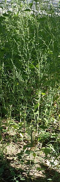 Chenopodium album subsp. pedunculare \ Stielbltiger Gnsefu / Seaport Goosefoot, D Mannheim 17.9.2017