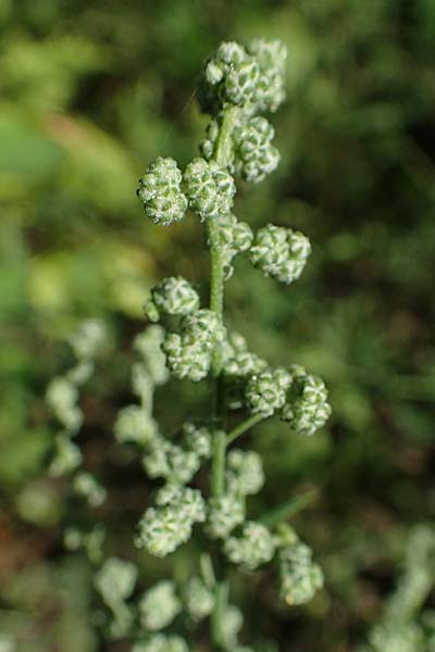 Chenopodium album subsp. pedunculare \ Stielbltiger Gnsefu, D Mannheim 17.9.2017