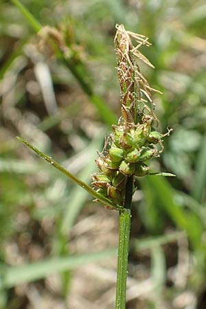 Carex pilulifera \ Pillen-Segge / Pill Sedge, D Ober-Roden 7.5.2018