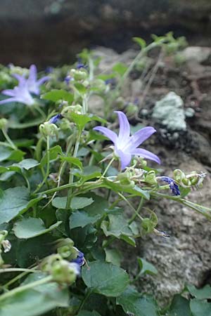 Campanula portenschlagiana \ Dalmatiner Glockenblume, Mauer-Glockenblume / Dalmatian Bellflower, D Heidelberg 10.6.2018