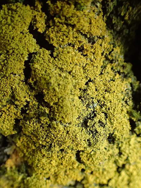 Candelaria pacifica / Eggyolk Lichen, D Übach-Palenberg 13.6.2018