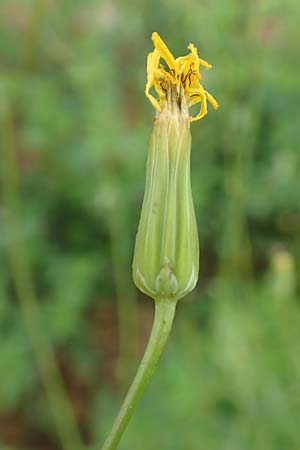 Crepis pulchra \ Glanz-Pippau / Small-Flowered Hawk's-Beard, D Eisenberg 16.6.2018